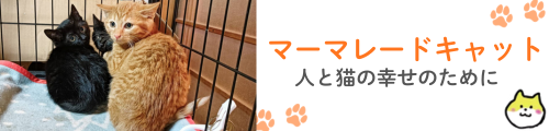 マーマレードキャット